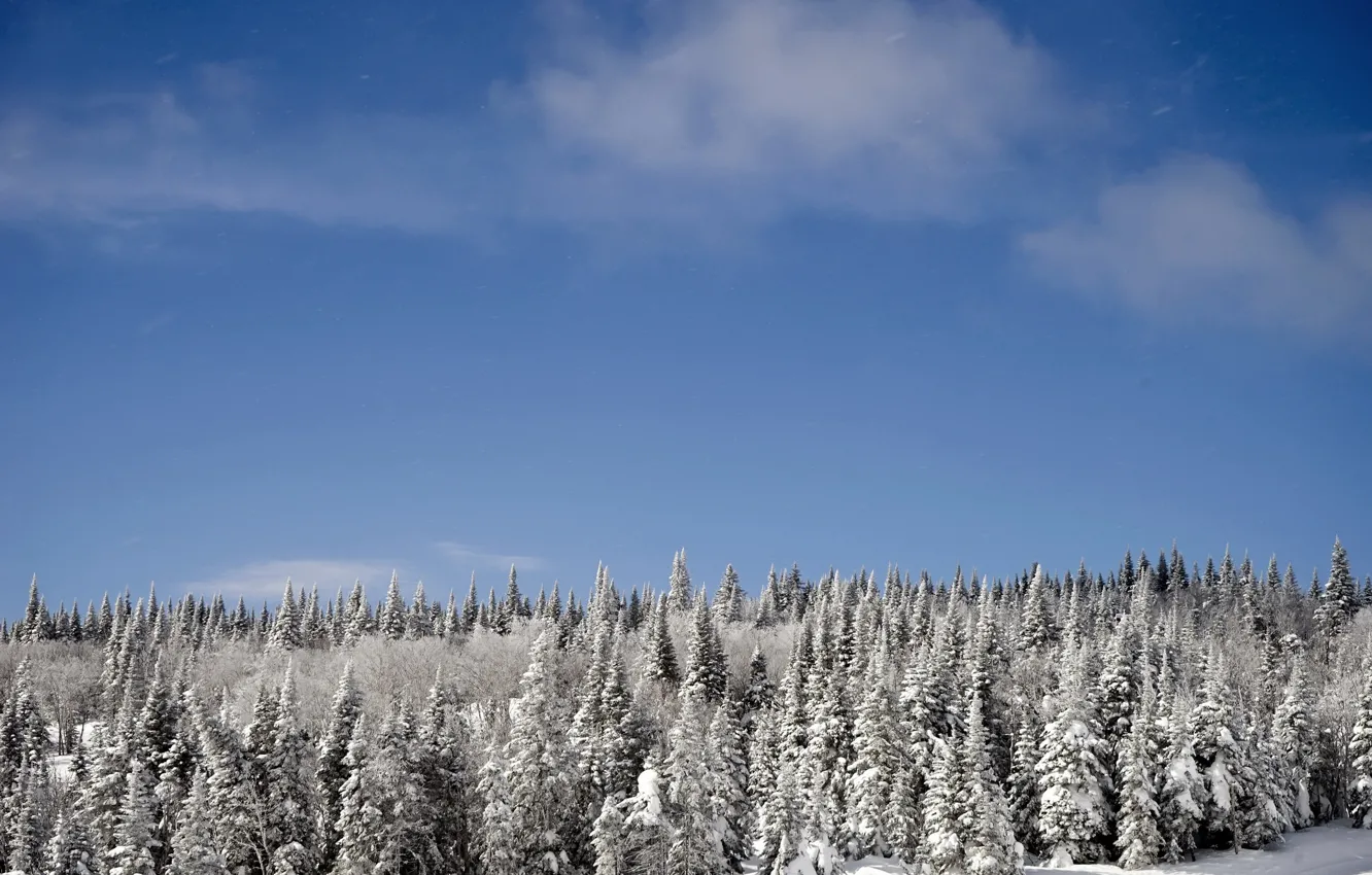 Photo wallpaper winter, forest, the sky