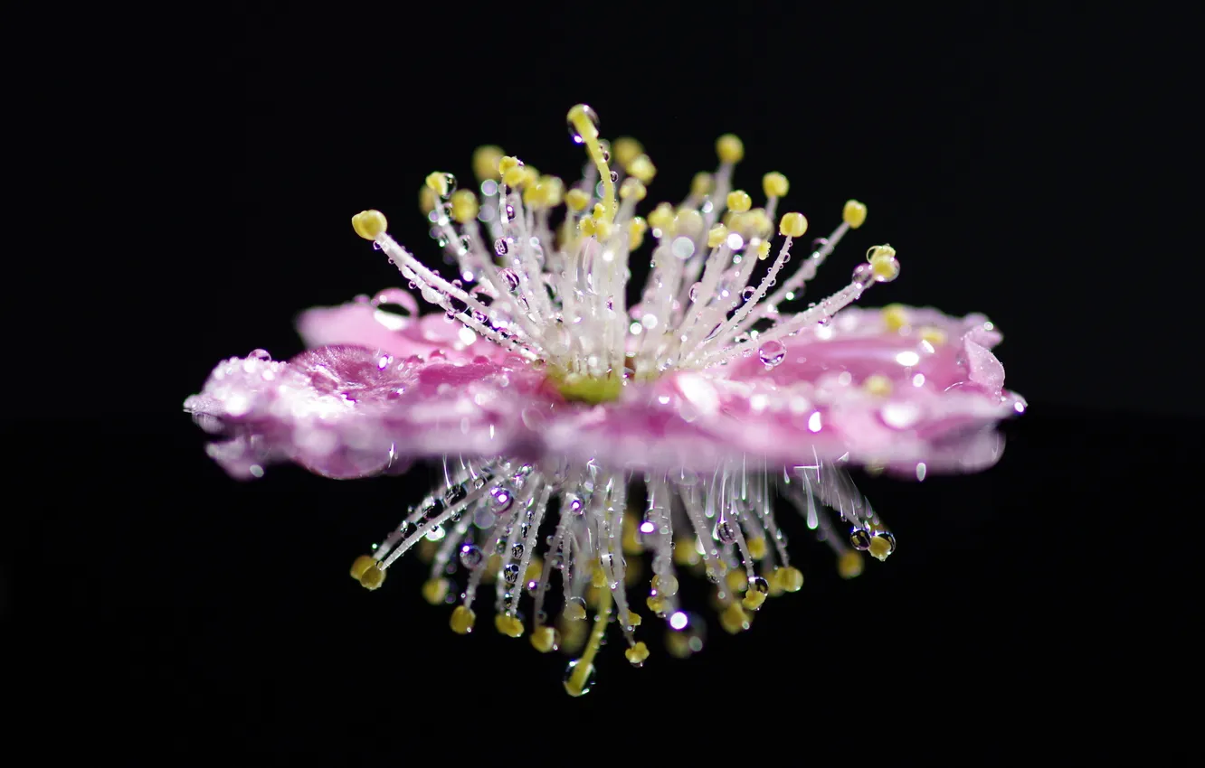 Photo wallpaper drops, macro, flowers