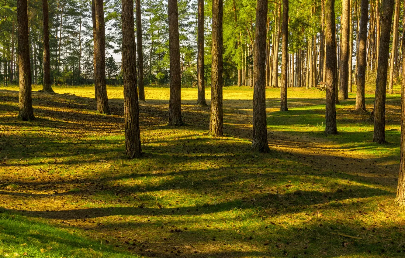 Photo wallpaper forest, trees, landscape, nature