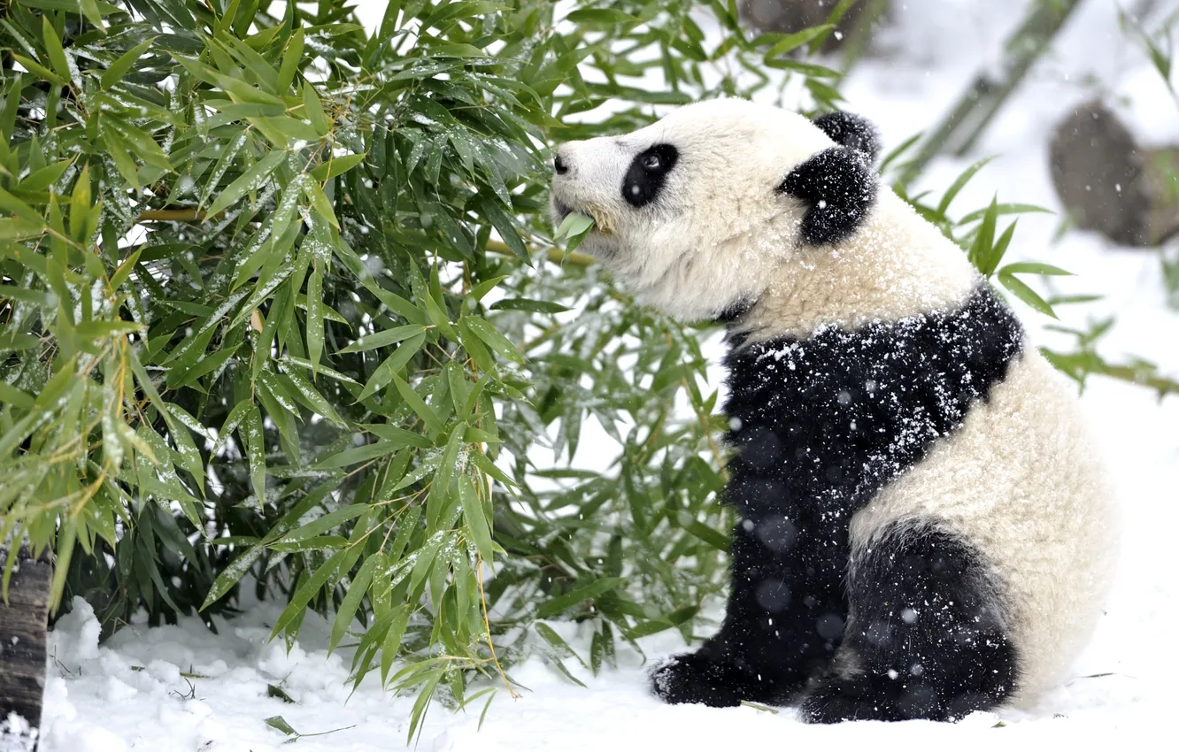 Photo wallpaper winter, greens, forest, snow, bear, Panda