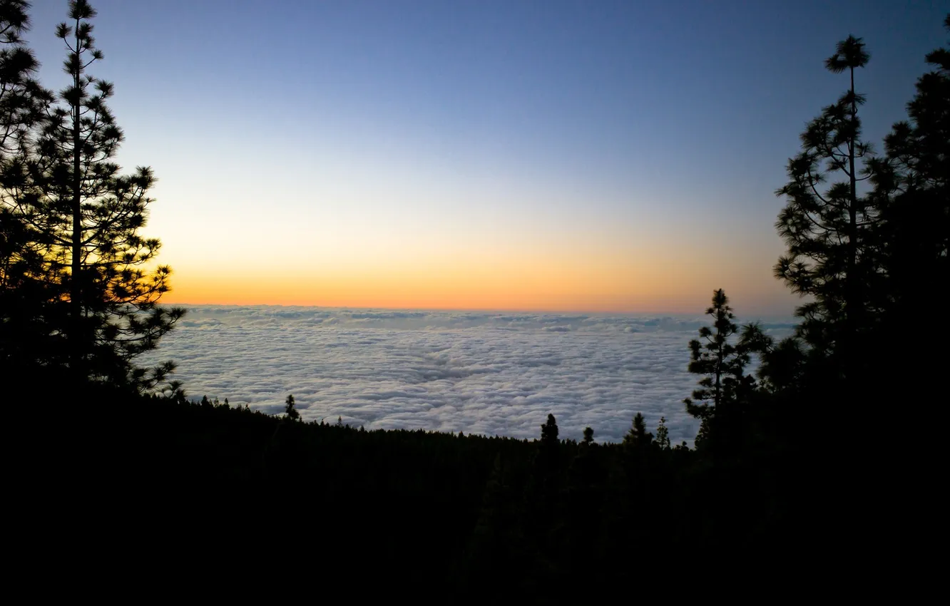 Photo wallpaper forest, clouds, trees, sunset, nature, height, spruce, the evening
