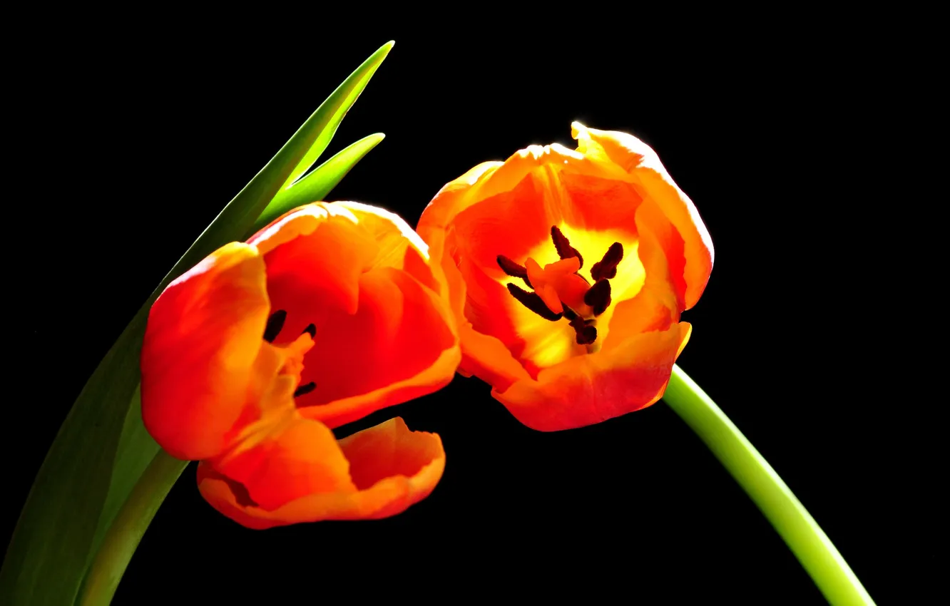 Photo wallpaper leaves, nature, background, petals, stem, tulips