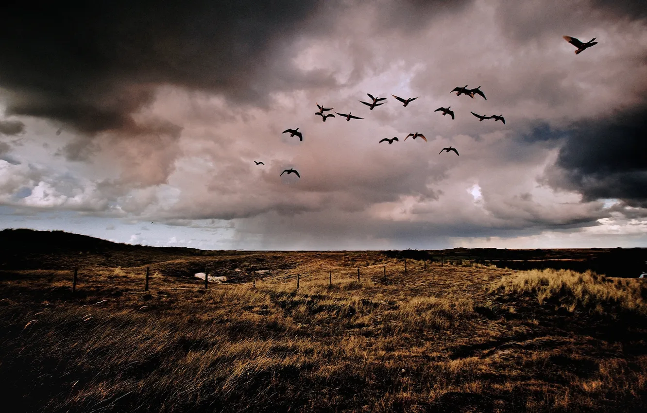 Photo wallpaper field, rain, the fence, duck, farm, gray clouds