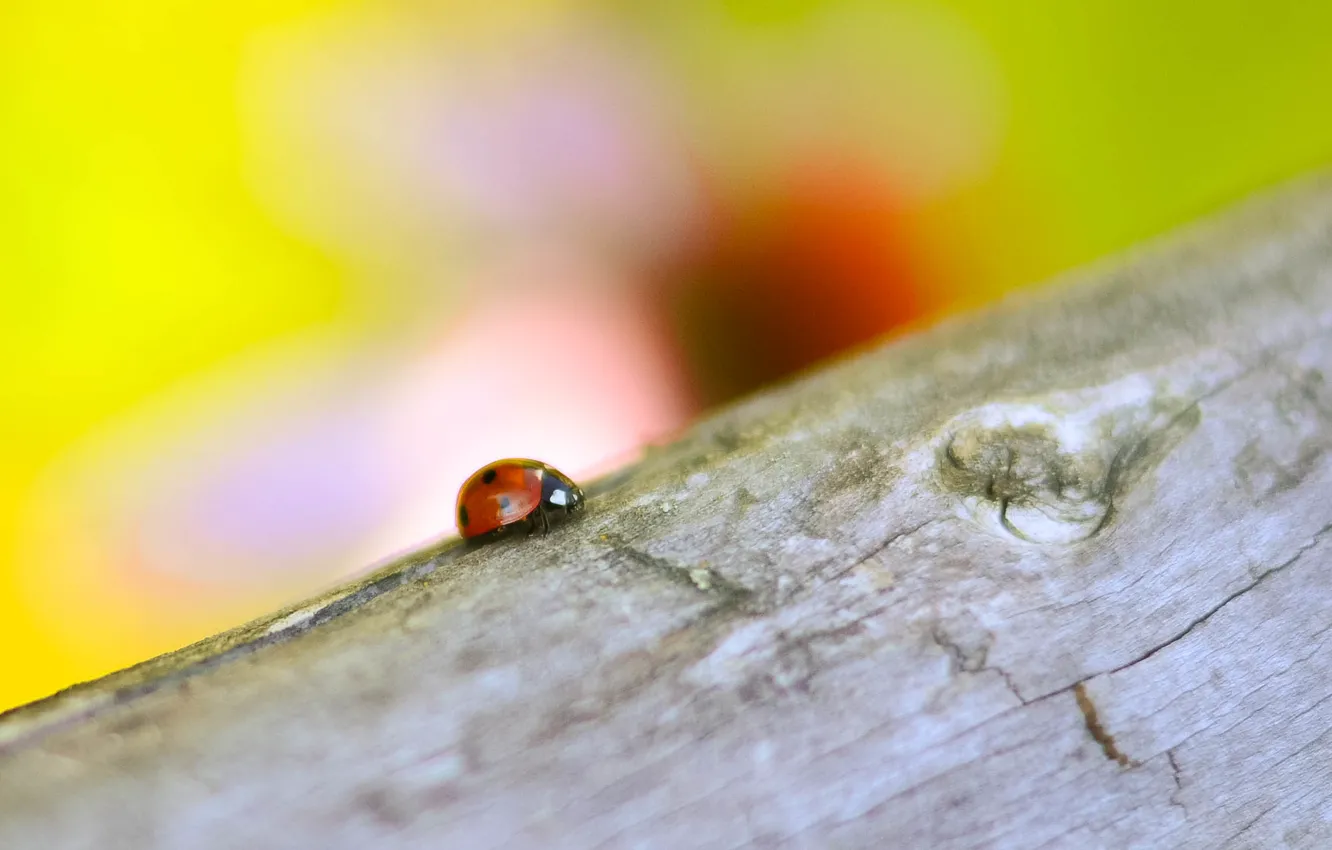 Photo wallpaper summer, macro, insects, nature, ladybug