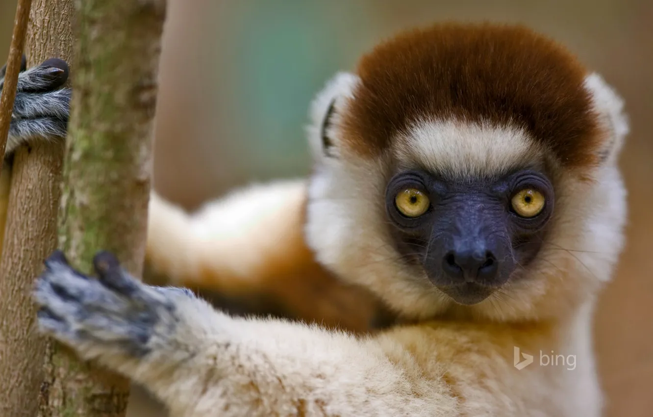 Photo wallpaper lemur, Madagascar, the primacy of, sifaka, Verro, crested sifaka, crested indri