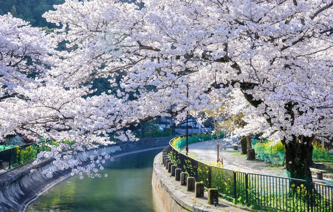 Photo wallpaper Tree, Spring, Sakura, Japan, Channel, Kyoto, Flowering, Amasina