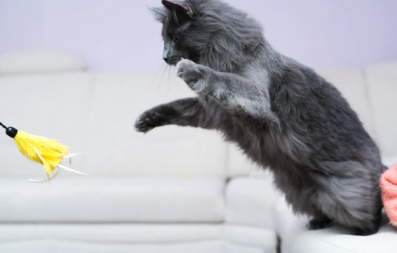 Photo wallpaper cat, jump, toy, the game, paws