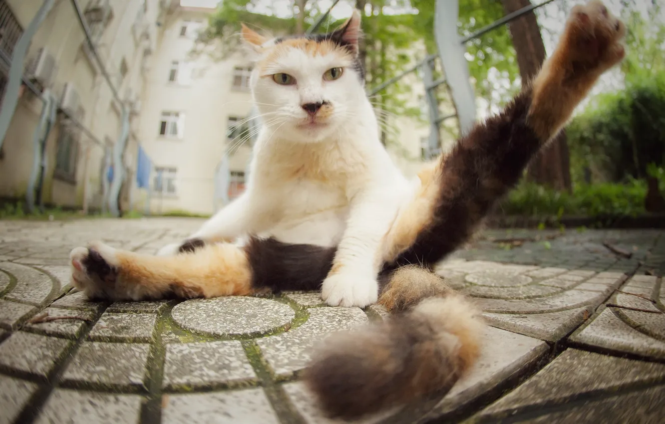 Photo wallpaper cat, look, paws, Kote, pug