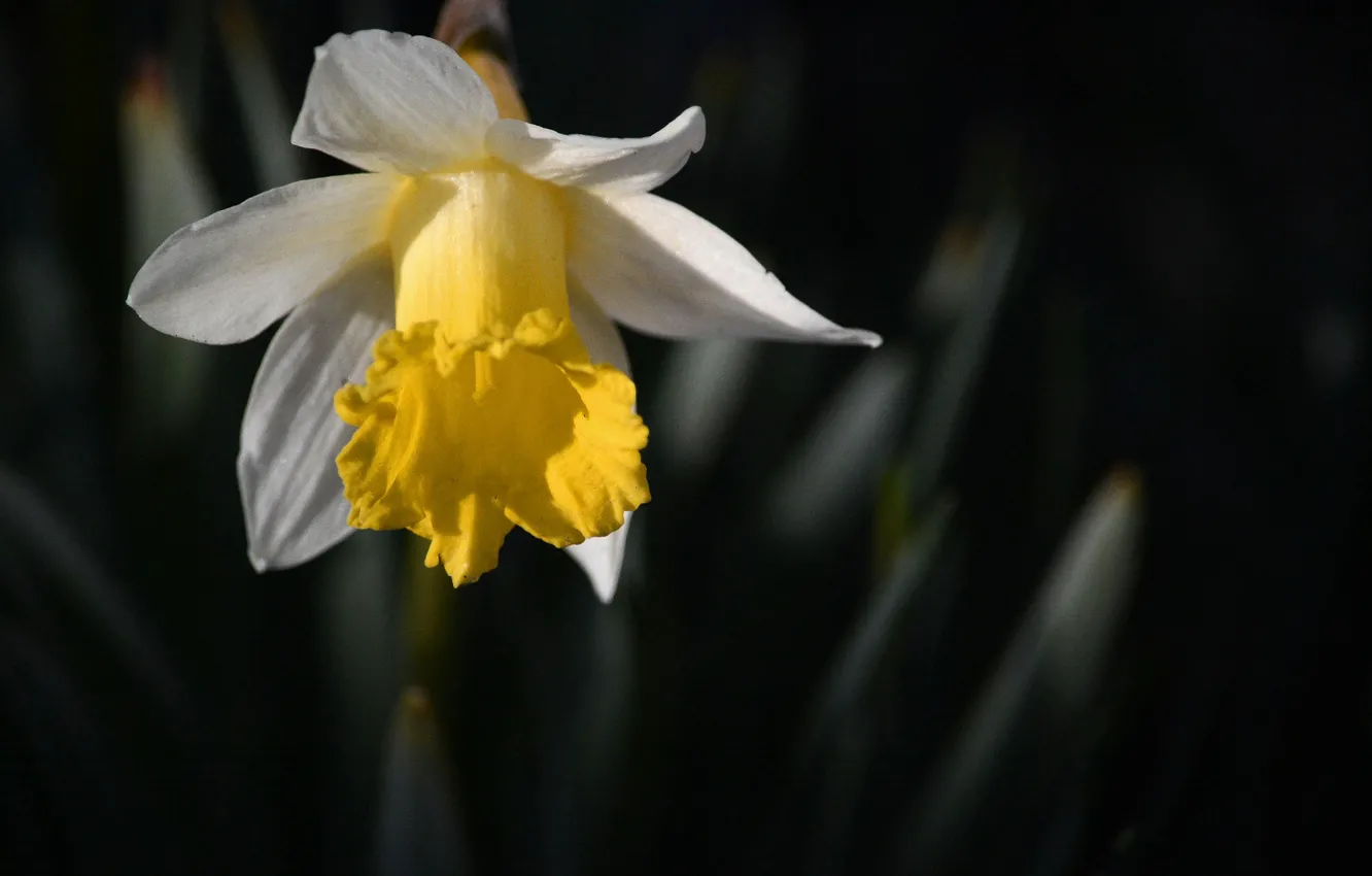 Photo wallpaper macro, petals, Narcissus