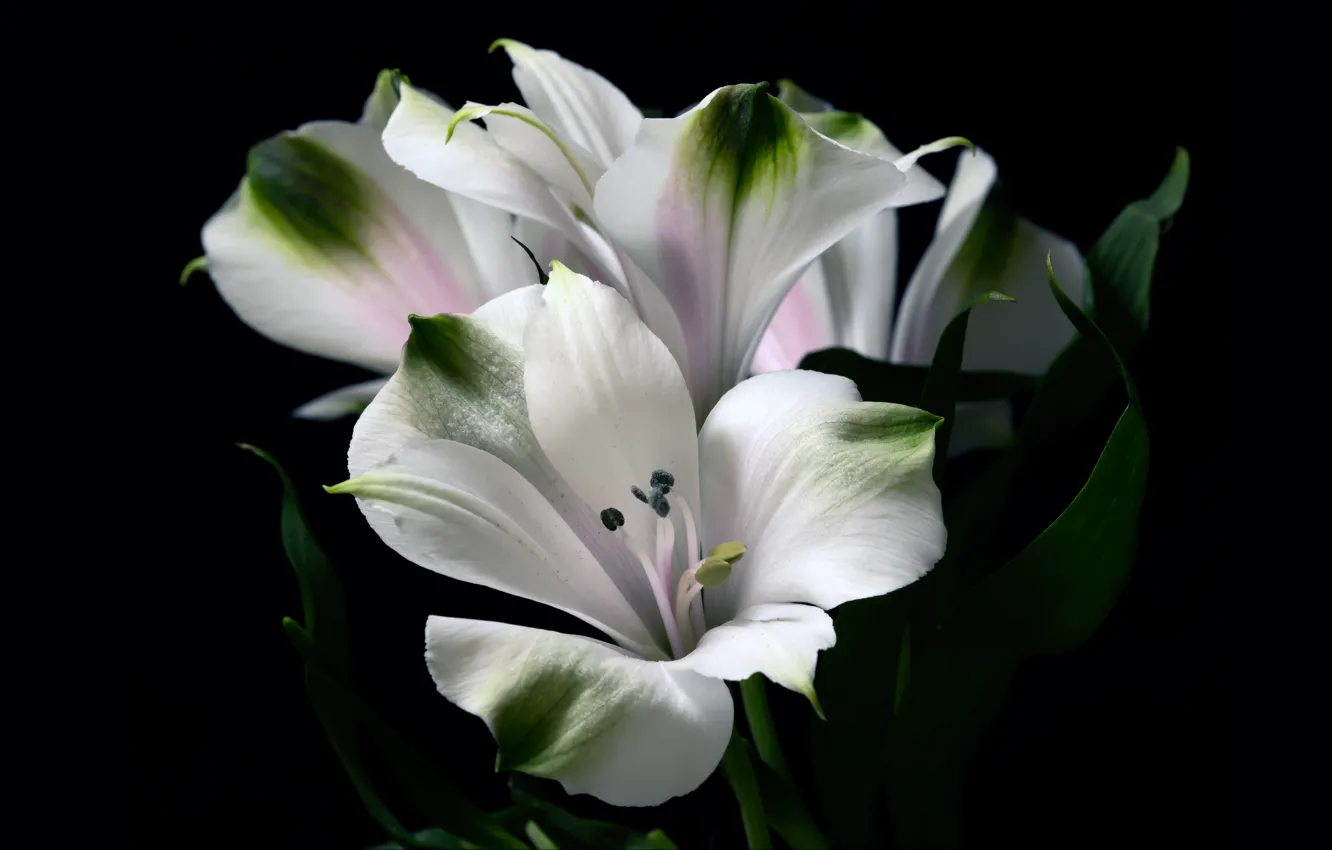 Photo wallpaper leaves, flowers, Lily, petals, white, black background, Alstroemeria