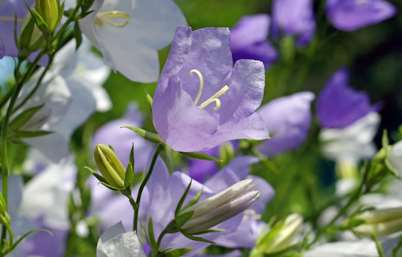 Photo wallpaper summer, macro, flowers, bells