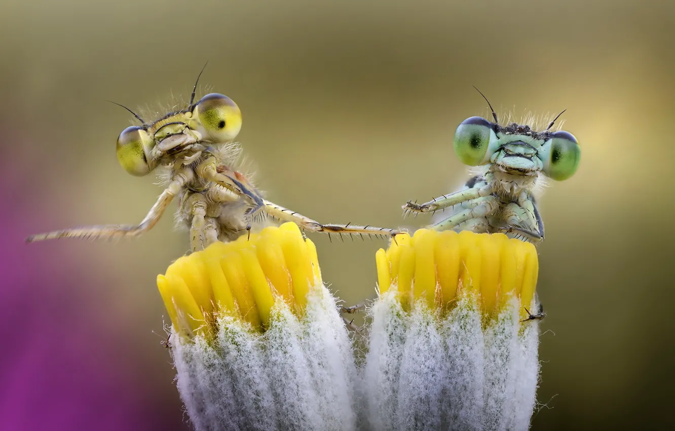 Photo wallpaper nature, background, insect