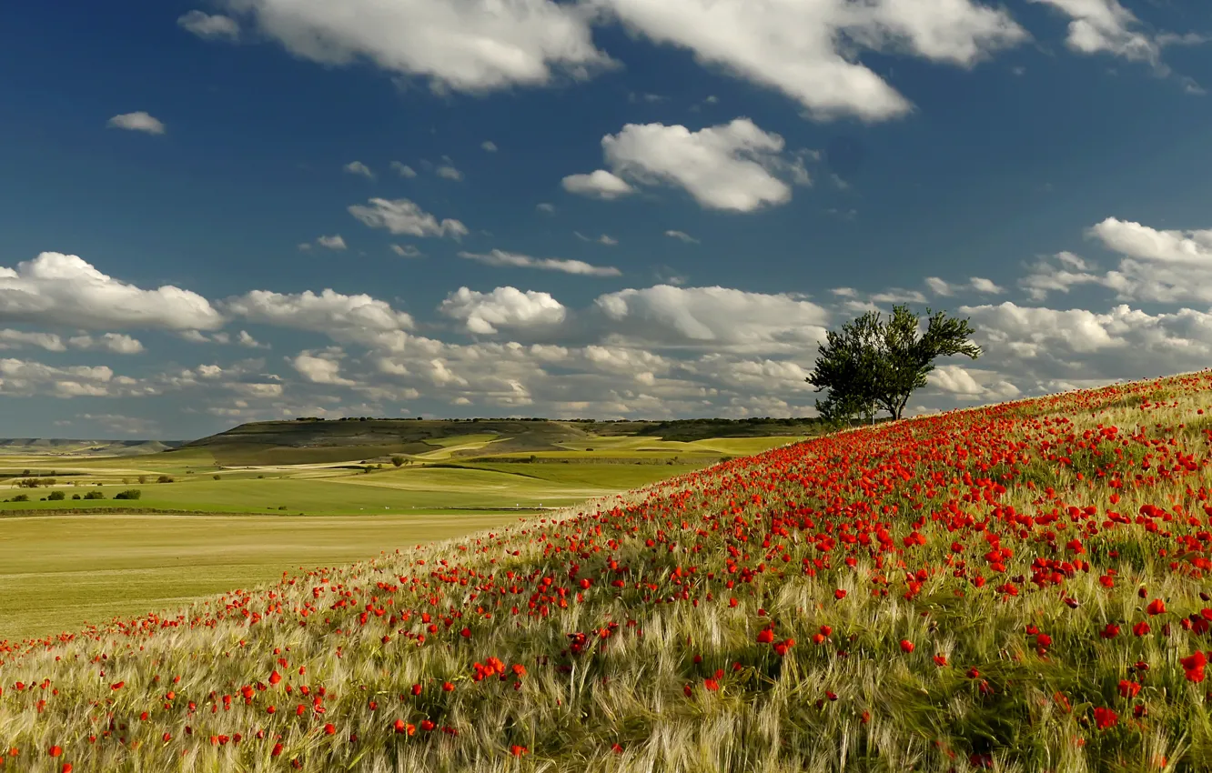 Photo wallpaper field, the sky, clouds, trees, flowers, hills, Maki, meadow