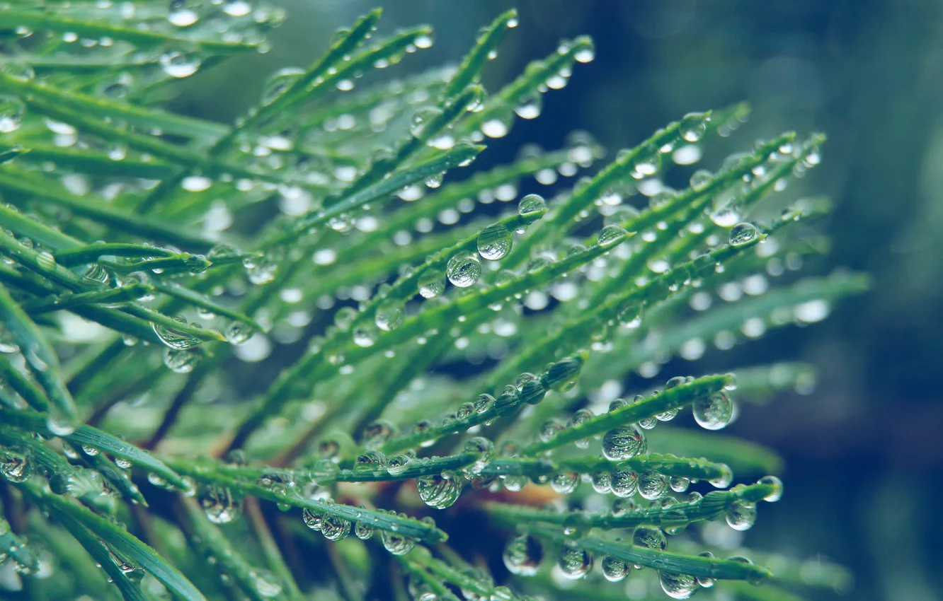 Photo wallpaper water, drops, pine, twig