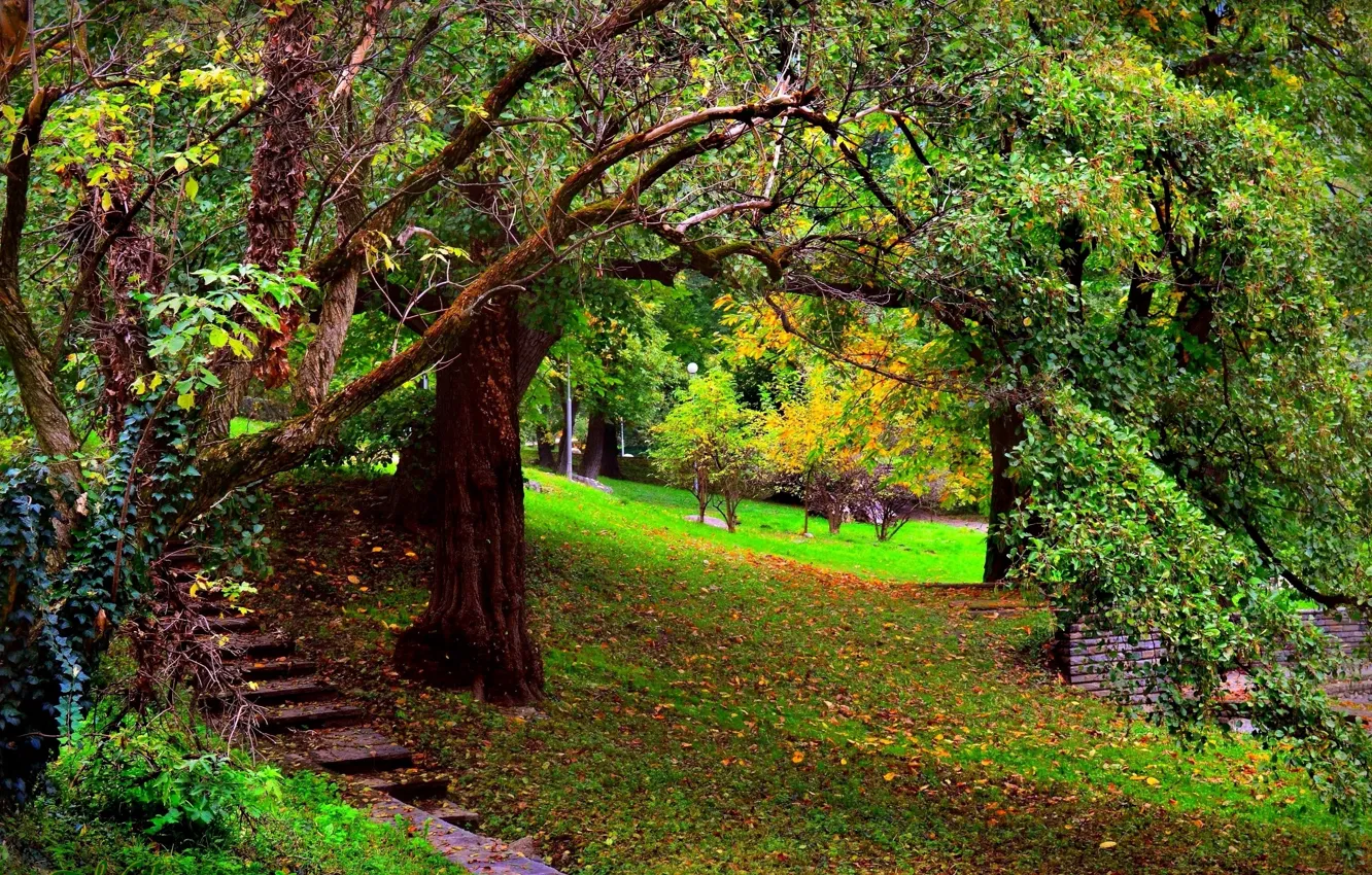 Photo wallpaper autumn, leaves, trees, nature, Park, branch, ladder, stage