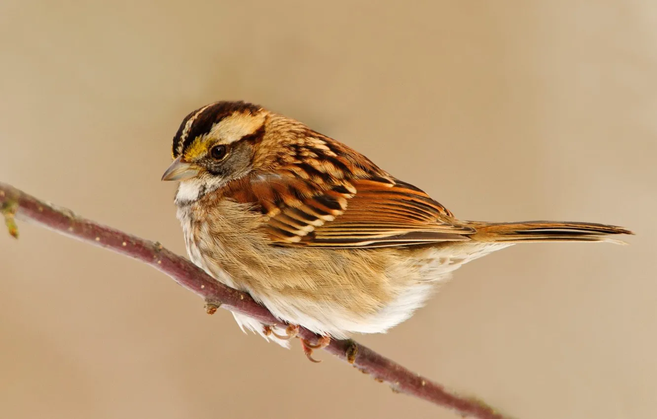 Photo wallpaper bird, branch, Sparrow