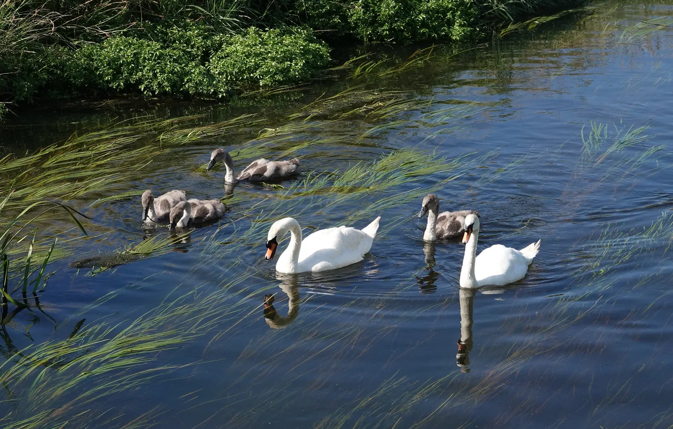Photo wallpaper bird, swans, pond, swimming, family, the Lebeda
