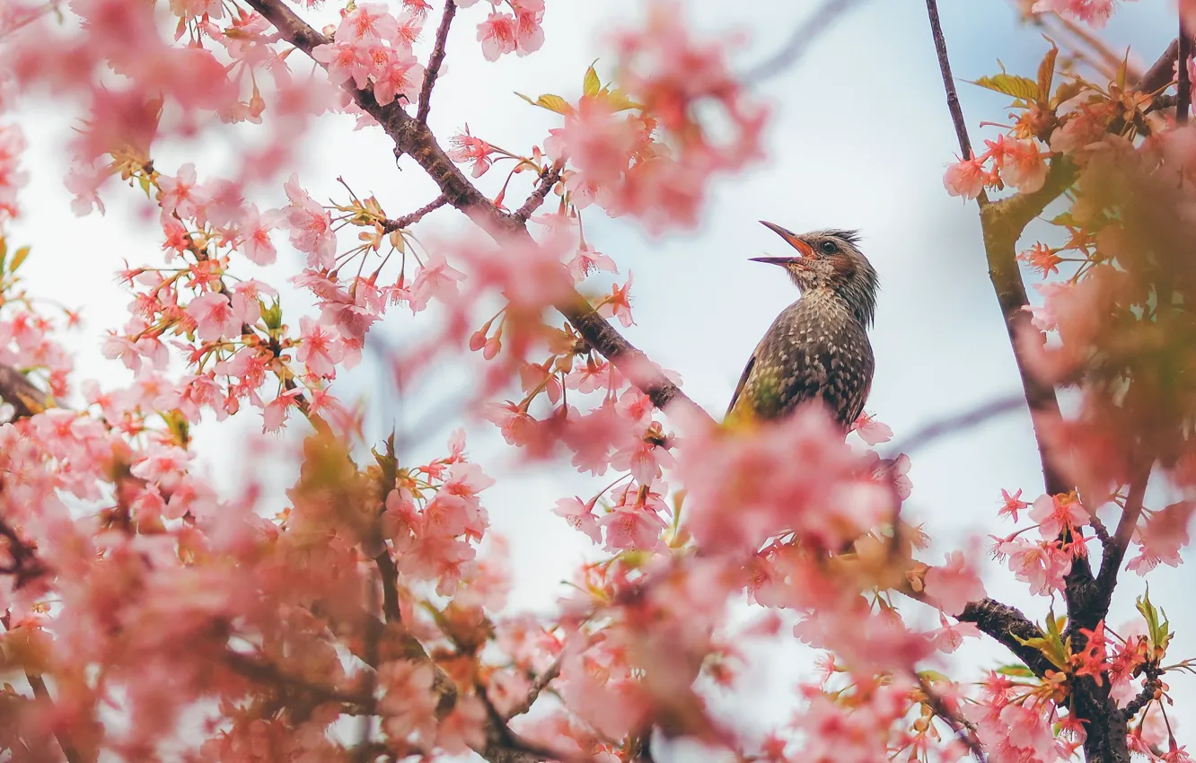 Photo wallpaper bird, Sakura, flowering