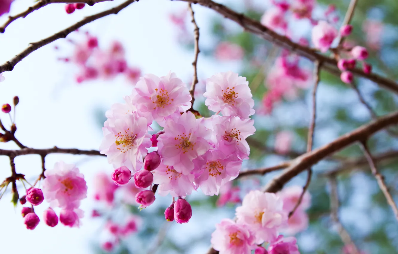 Photo wallpaper branches, cherry, Sakura, flowering, flowers, bokeh, buds