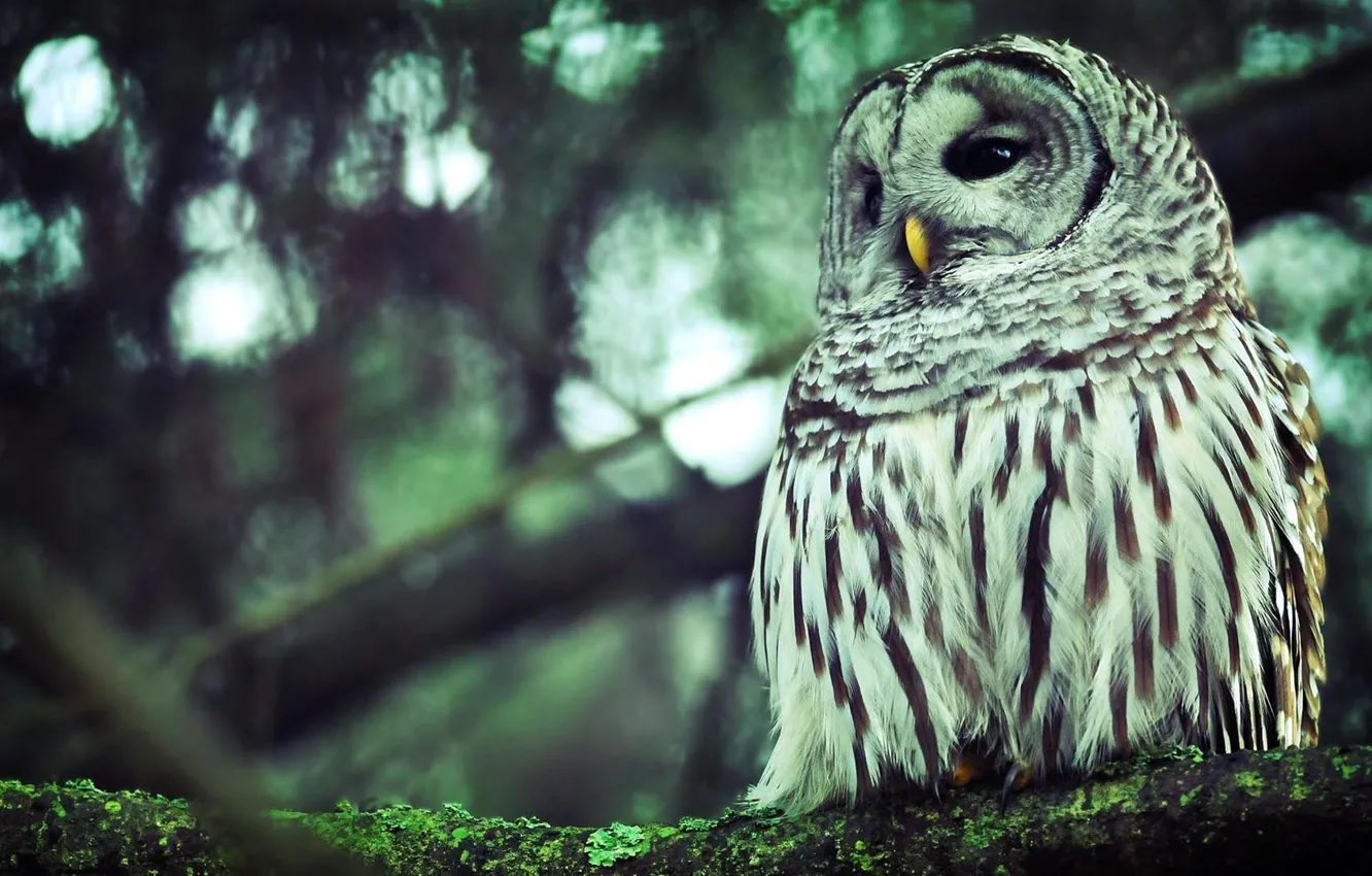 Photo wallpaper forest, macro, branches, owl, feathers, forest, owl