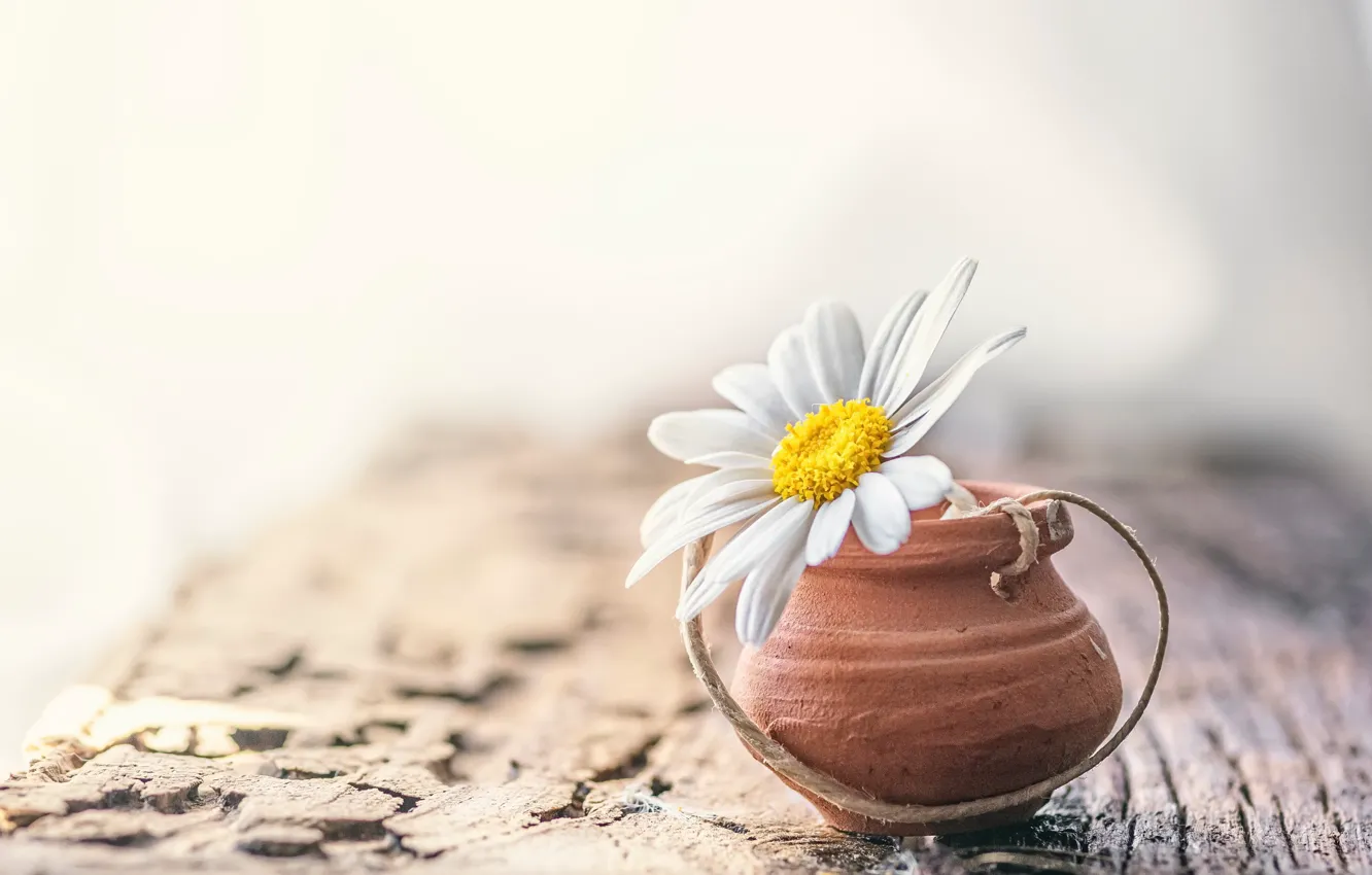 Photo wallpaper flowers, background, chamomile