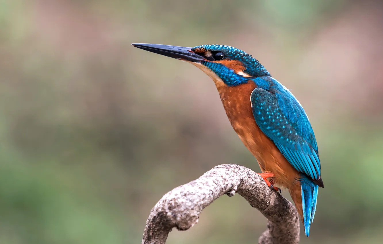 Photo wallpaper branches, bird, Kingfisher
