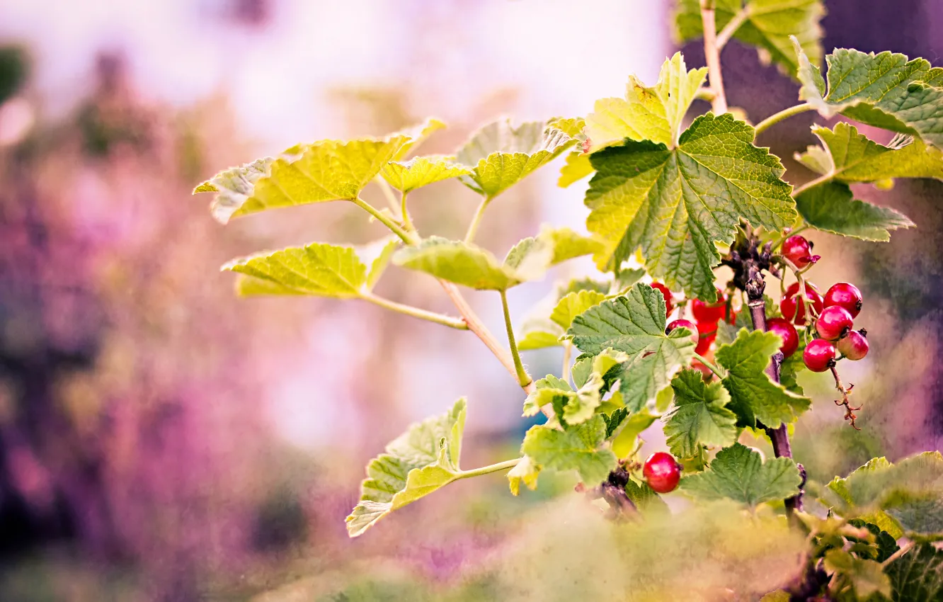 Photo wallpaper leaves, branches, red, berries, background