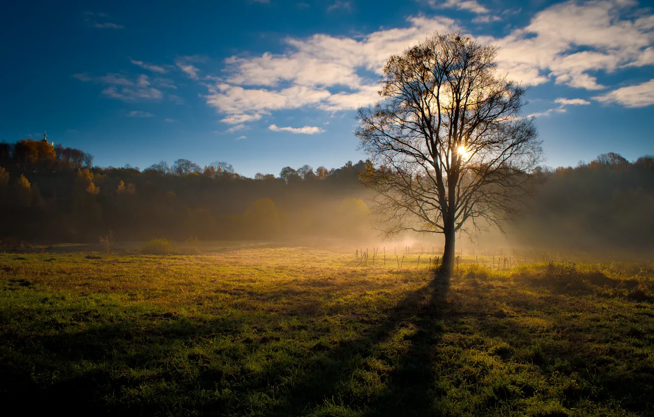 Photo wallpaper forest, the sun, rays, trees, sunrise