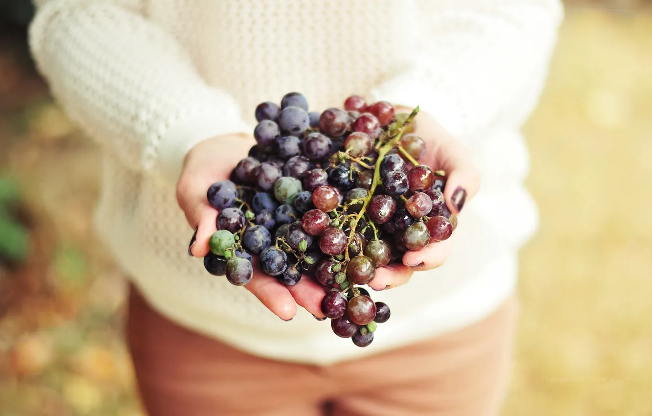 Photo wallpaper girl, hands, grapes, photographer, girl, photography, photographer, Elena Umrihina