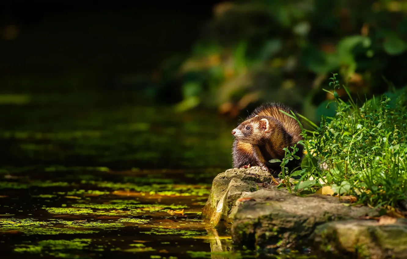 Photo wallpaper water, Freda, ferret