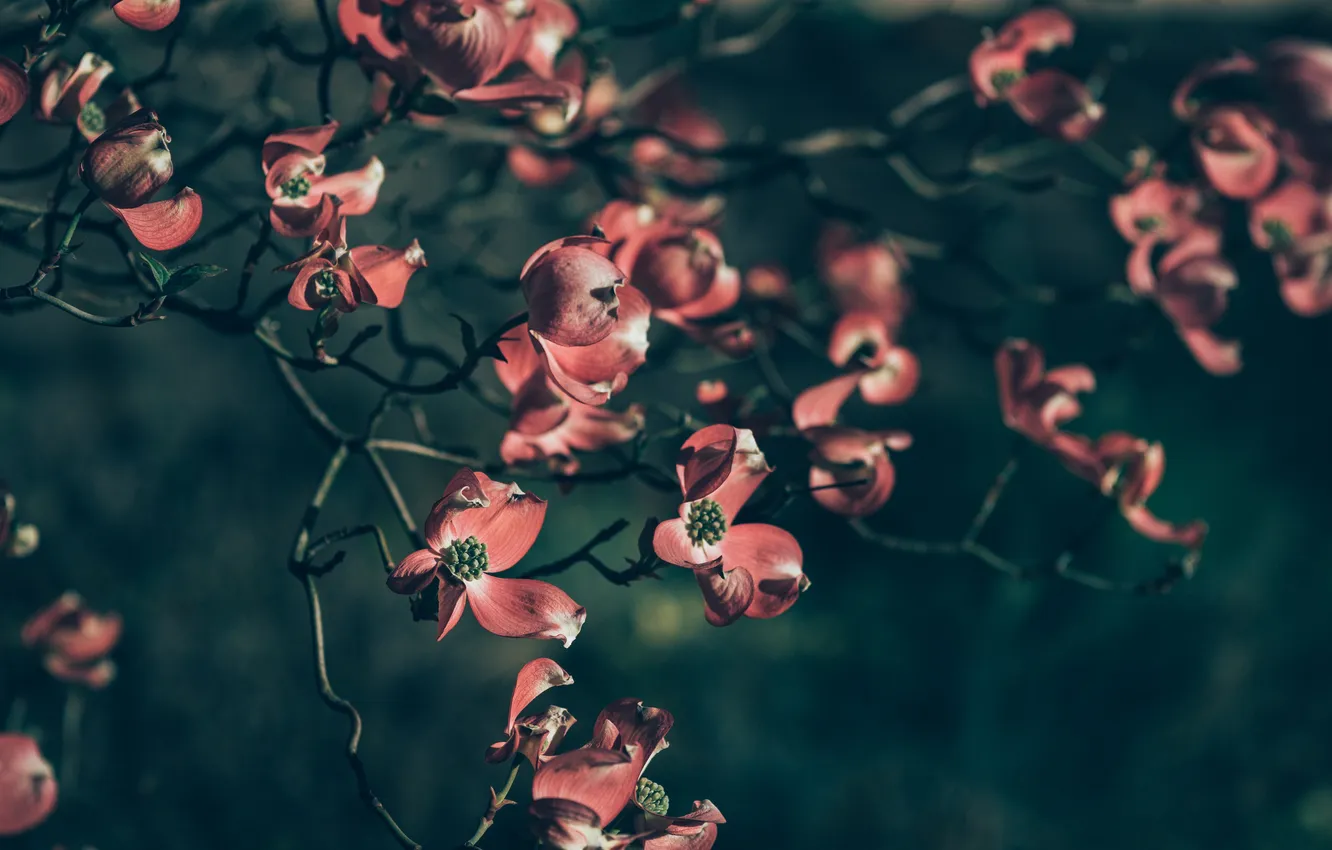 Photo wallpaper branches, red, petals