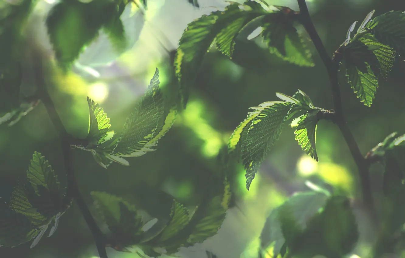 Photo wallpaper leaves, branches, green