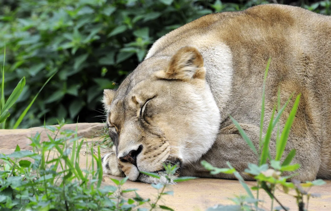 Photo wallpaper cat, grass, stay, sleep, lioness