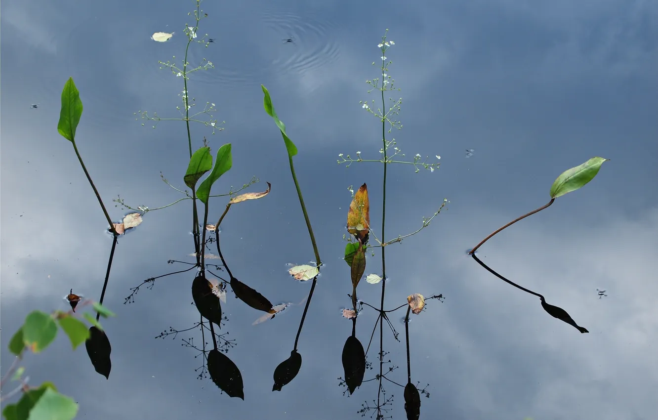 Photo wallpaper leaves, water, nature, reflection, plant, stem