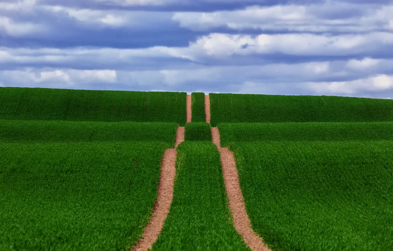 Photo wallpaper field, the sky, nature