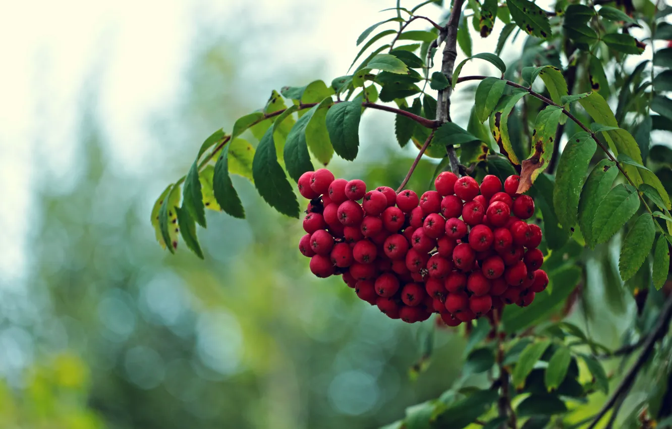 Photo wallpaper leaves, branches, tree, fruit, red, Rowan