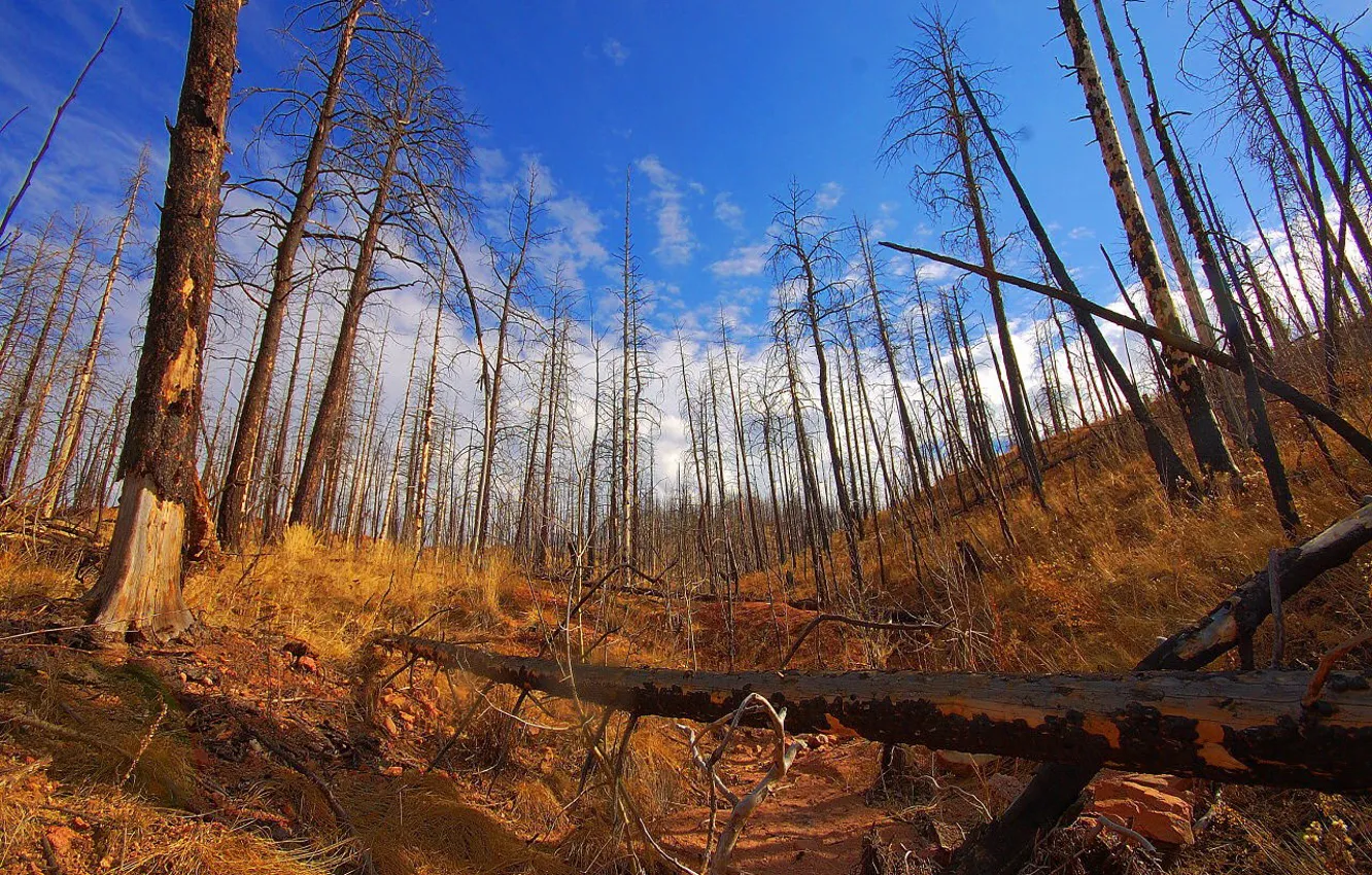 Photo wallpaper the sky, clouds, trees