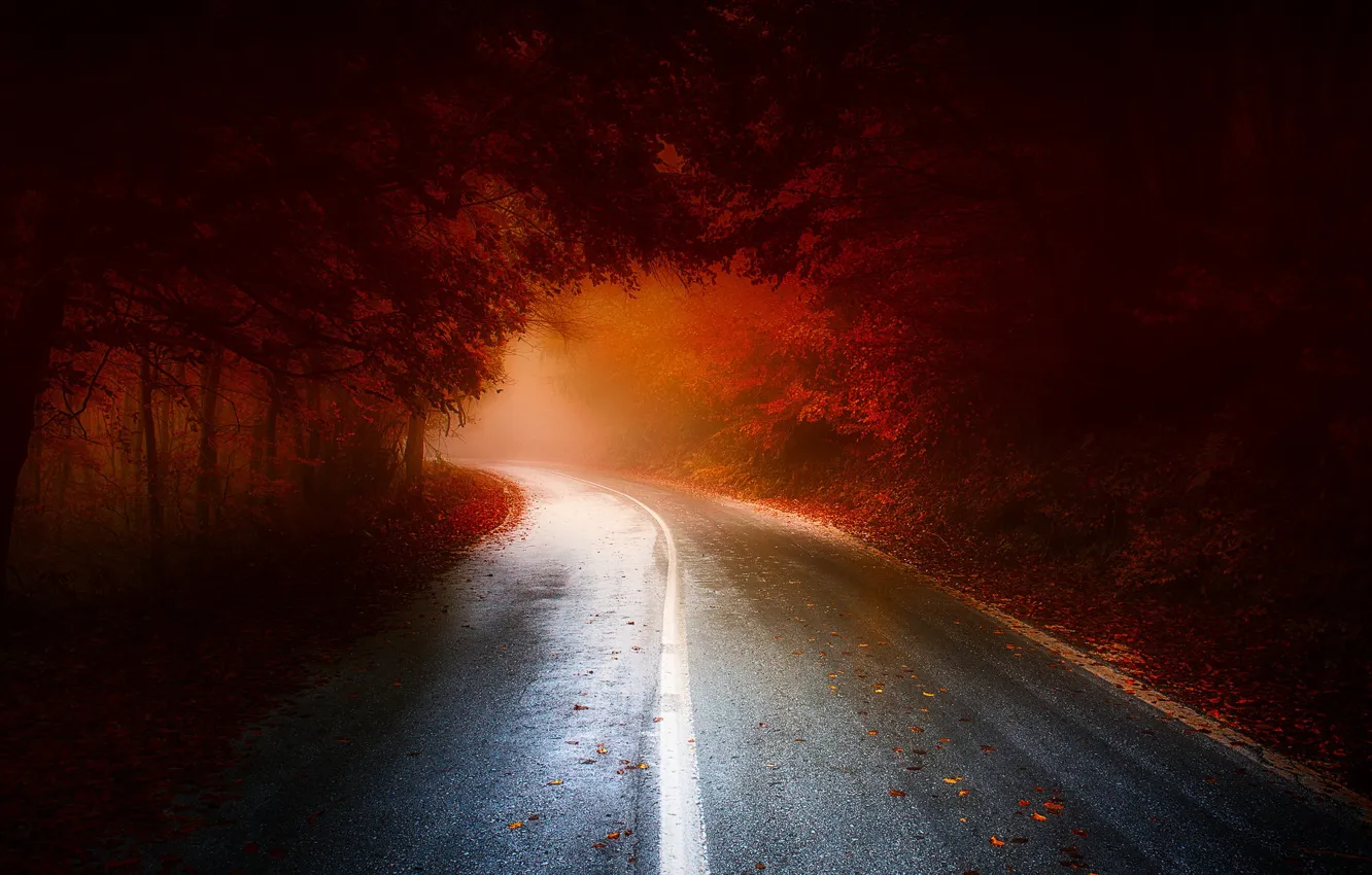 Photo wallpaper road, autumn, forest