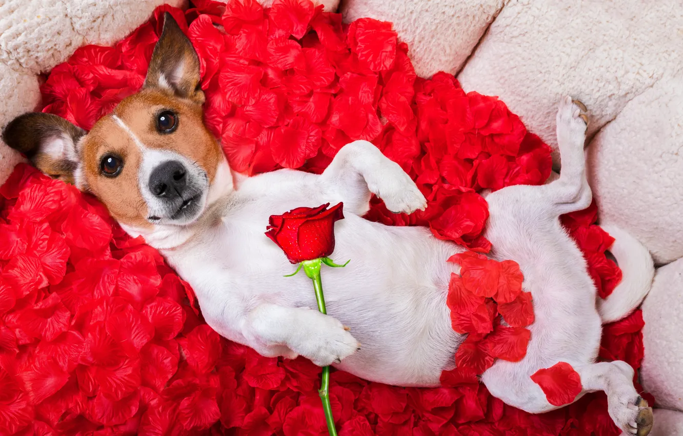 Photo wallpaper dog, petals, rose, red rose, dog, funny, petals