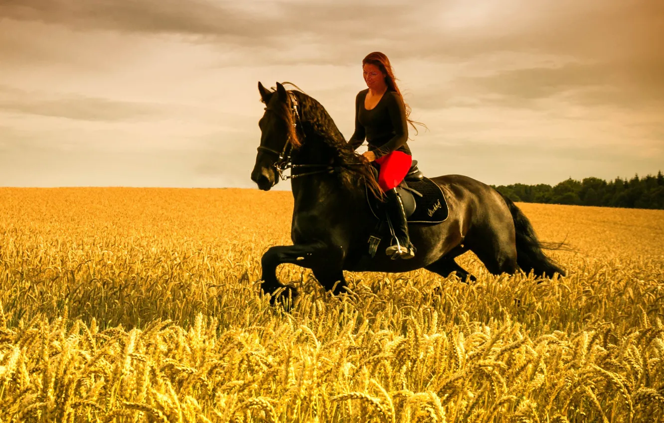 Photo wallpaper girl, horse, wheat field, riding, farmland