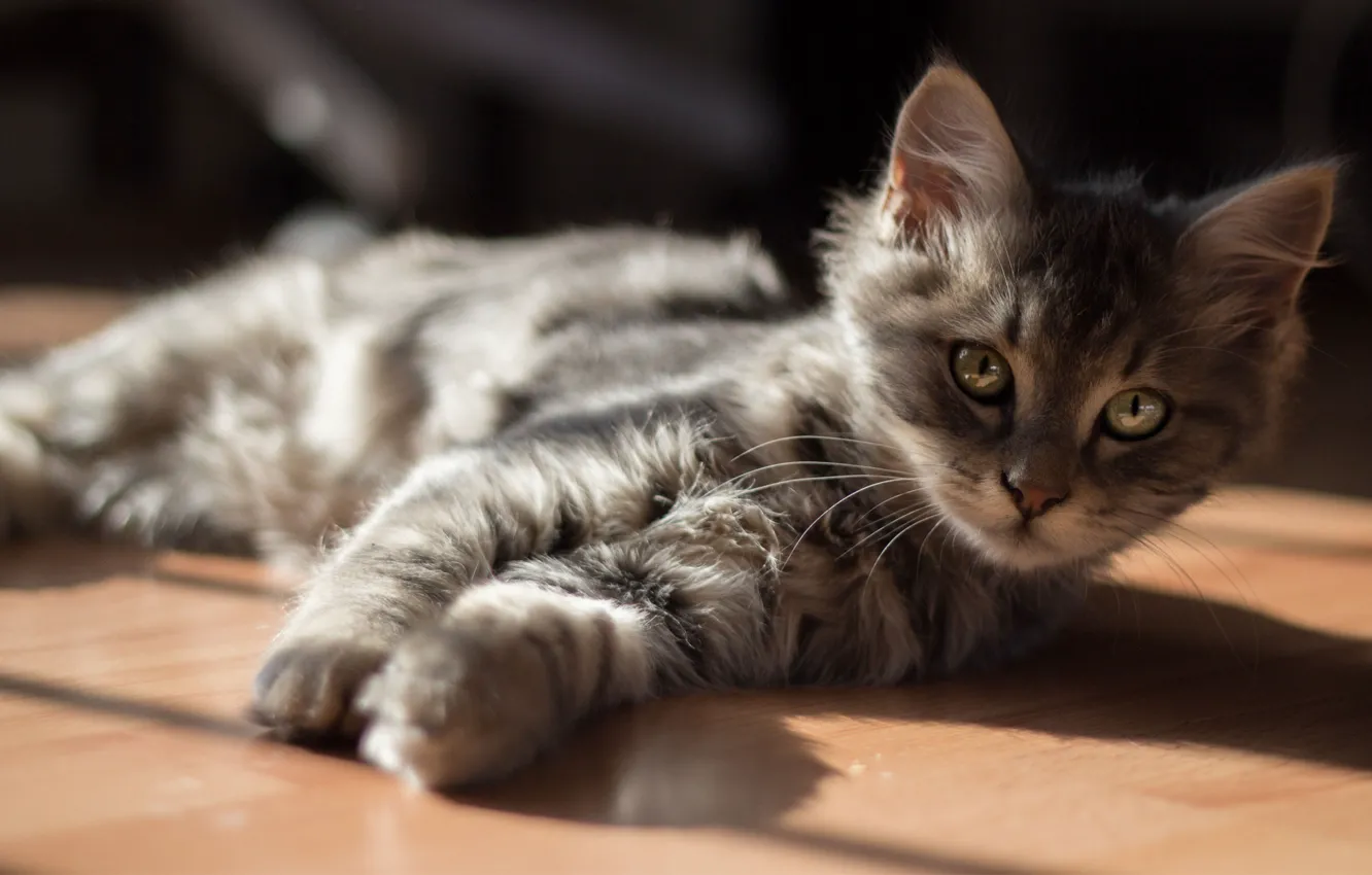 Photo wallpaper cat, the sun, kitty, floor, lying