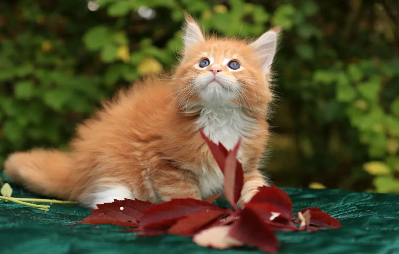 Photo wallpaper red, kitty, Maine Coon