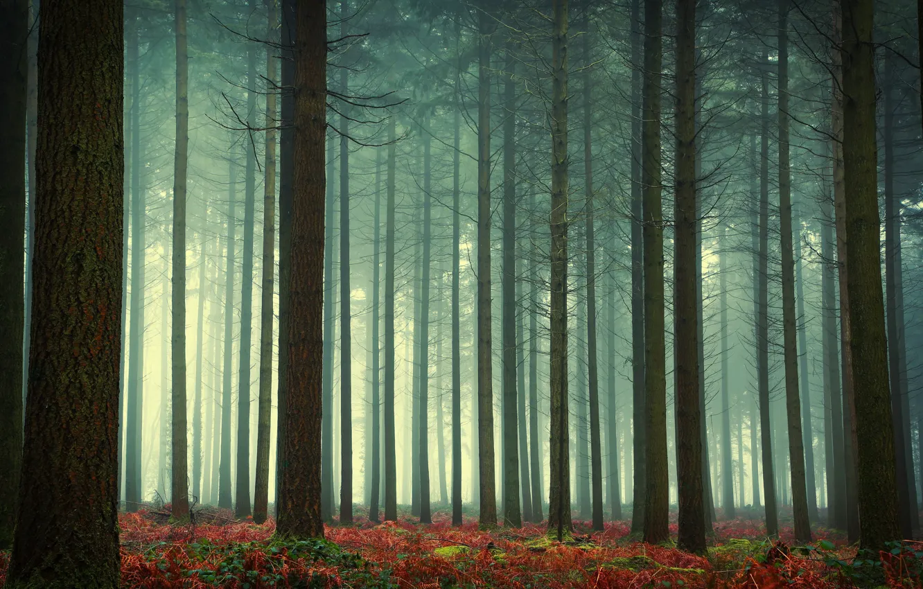 Photo wallpaper forest, fog, fern