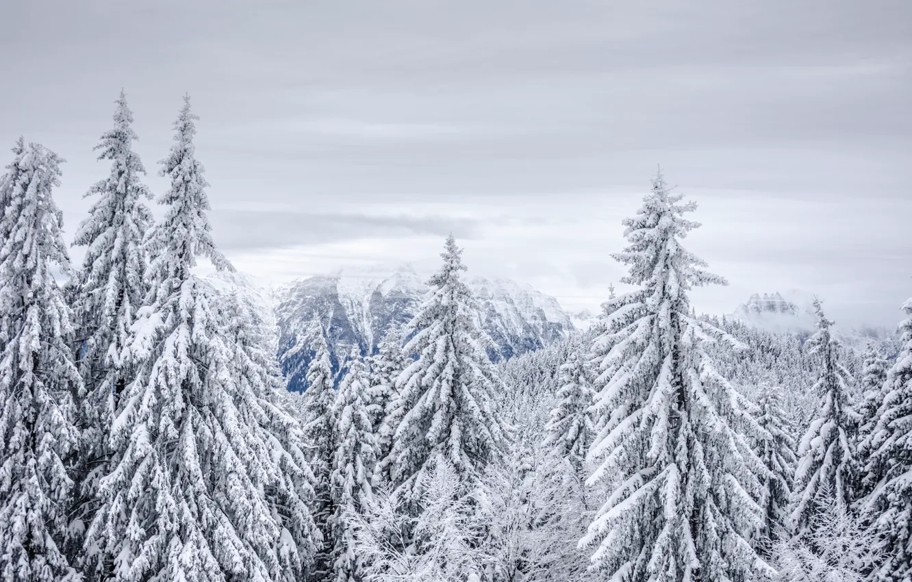 Photo wallpaper winter, frost, forest, the sky, clouds, snow, trees, mountains