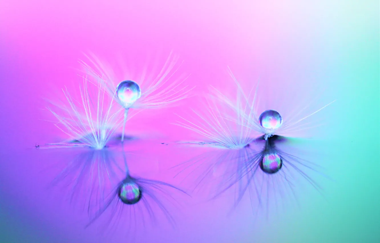 Photo wallpaper water, drops, macro, background, dandelion