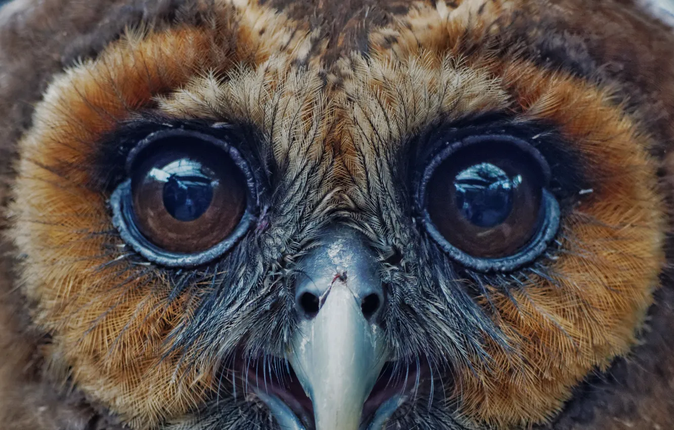 Photo wallpaper eyes, feathers, owl, beak