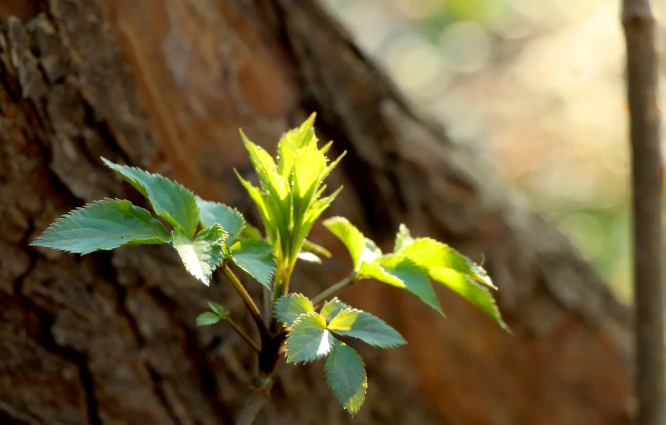 Photo wallpaper green, leafs, spring, plant
