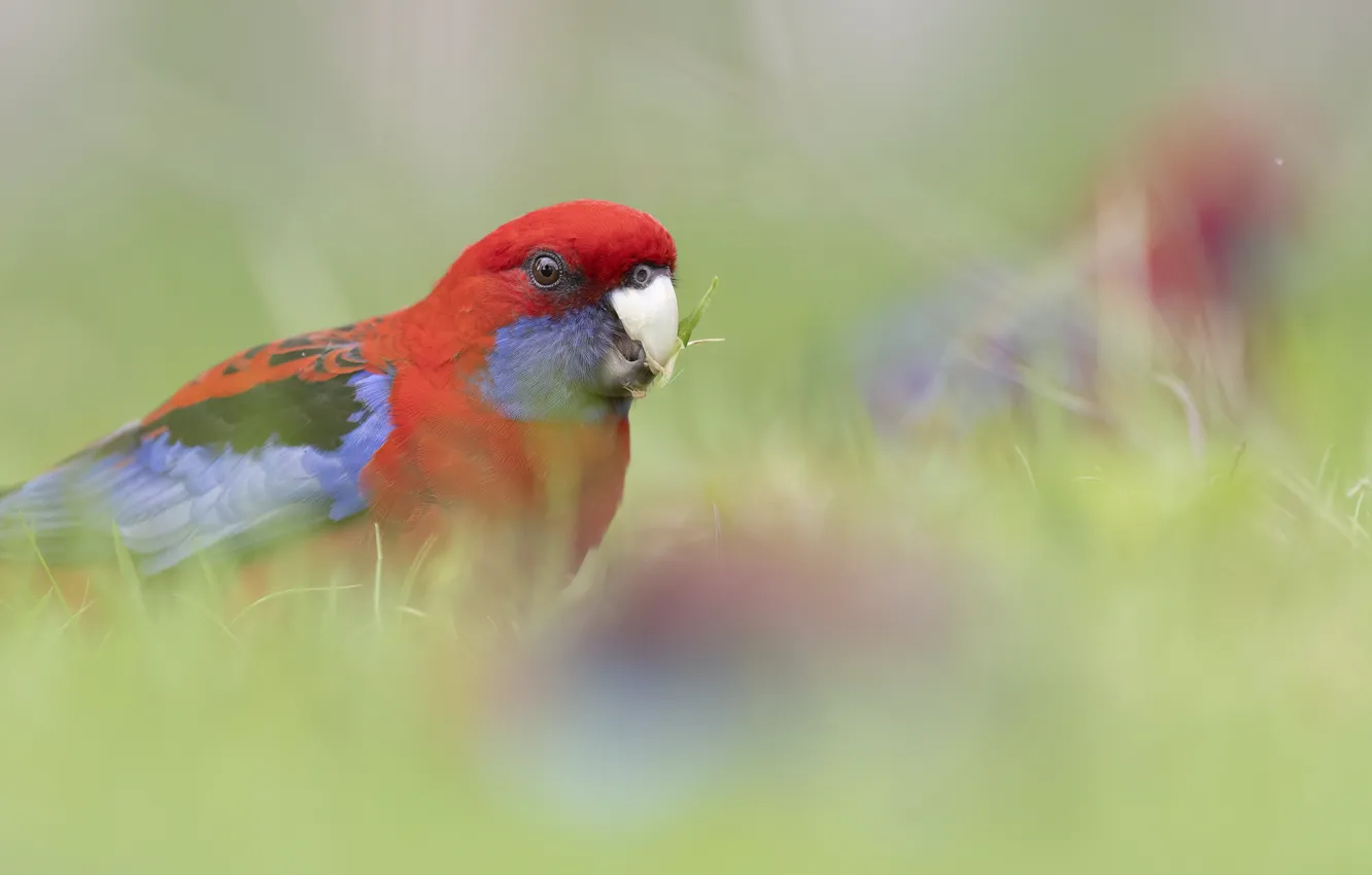Photo wallpaper grass, red, bird, parrot
