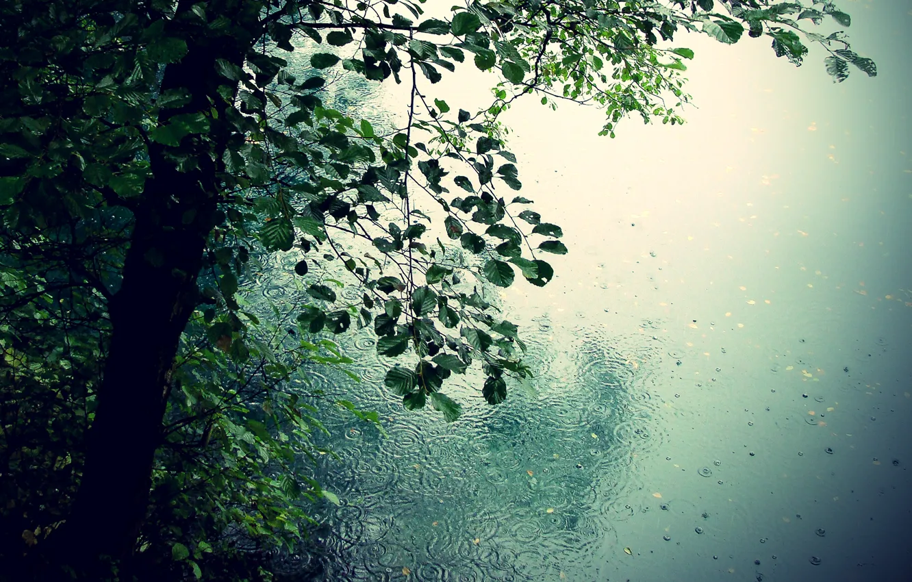 Photo wallpaper leaves, drops, trees, nature, rain, romance, puddle