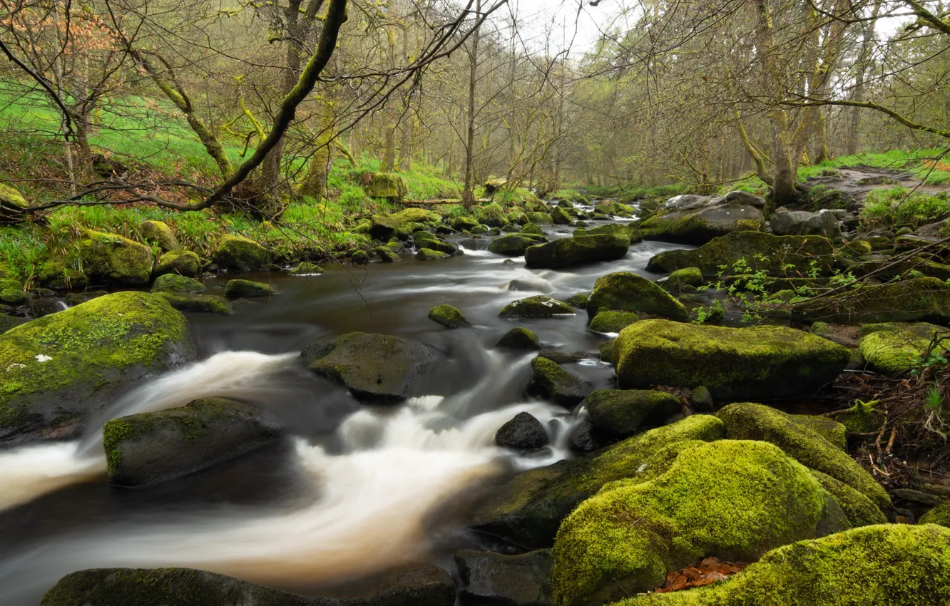 Photo wallpaper trees, nature, river, stones, shore, moss, stream